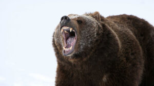 A fierce grizzly bear roaring with its mouth wide open, showcasing its sharp teeth and powerful presence in a snowy landscape.