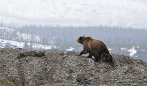 A mother bear and her cubs traverse a rocky landscape in a snowy wilderness, showcasing wildlife in its natural habitat.