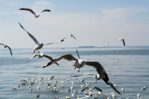 A flock of seagulls flying over a calm sea, showcasing their graceful movement against a clear blue sky.