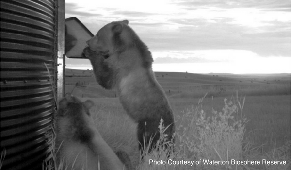 Two bears interacting with a feeding station in a natural landscape, showcasing wildlife behavior in the Waterton Biosphere Reserve.