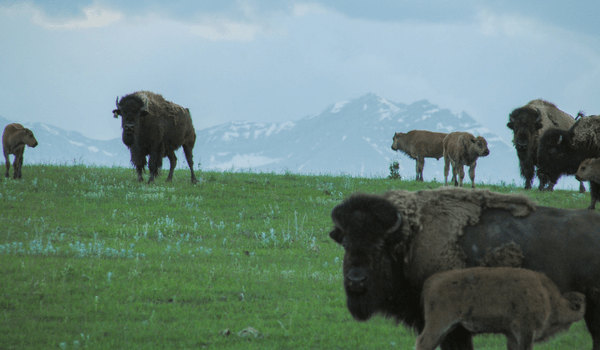 A herd of bison grazing on a lush green field with mountains in the background, showcasing wildlife in a natural habitat.